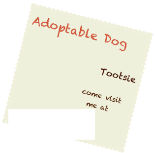 Adoptable Dog
                        
                                   Tootsie                            
                  
                   come visit  
                     me at  


www.geaugahumane.org